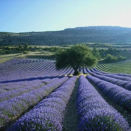 D'albion